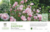 Hibiscus Pink Chiffon® (Rose of Sharon) 11x7" Variety Benchcard