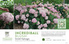 Hydrangea Incrediball® Blush (Smooth Hydrangea) 11x7" Variety Benchcard