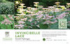 Hydrangea Invincibelle Lace® (Smooth Hydrangea) 11x7" Variety Benchcard