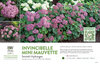 Hydrangea Invincibelle Mini Mauvette® (Smooth Hydrangea) 11x7" Variety Benchcard