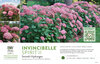 Hydrangea Invincibelle® Spirit II (Smooth Hydrangea) 11x7" Variety Benchcard