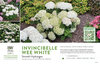 Hydrangea Invincibelle Wee White® (Smooth Hydrangea) 11x7" Variety Benchcard