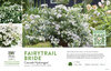 Hydrangea Fairytrail Bride® (Cascade Hydrangea®) 11x7" Variety Benchcard