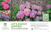 Hydrangea Let's Dance ¡Arriba!® (Reblooming Hydrangea) 11x7" Variety Benchcard