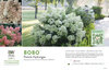 Hydrangea Bobo® (Panicle Hydrangea) 11x7" Variety Benchcard