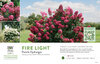 Hydrangea Fire Light® (Panicle Hydrangea) 11x7" Variety Benchcard