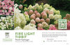 Hydrangea Fire Light Tidbit® (Panicle Hydrangea) 11x7" Variety Benchcard