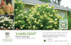 Hydrangea 'Limelight' (Panicle Hydrangea) 11x7" Variety Benchcard