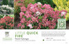 Hydrangea Little Quick Fire® (Panicle Hydrangea) 11x7" Variety Benchcard