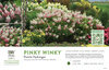 Hydrangea Pinky Winky® (Panicle Hydrangea) 11x7" Variety Benchcard