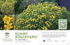 Hypericum Sunny Boulevard® (St. John's-Wort) 11x7" Variety Benchcard