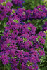 Babylon® Neon Rose - Verbena hybrid | Proven Winners