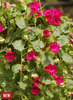 Lofos® Wine Red - Lophospermum hybrid | Proven Winners