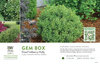 Ilex Gem Box® (Inkberry Holly) 11x7" Variety Benchcard