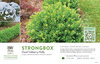 Ilex Strongbox® (Inkberry Holly) 11x7" Variety Benchcard