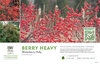 Ilex Berry Heavy® (Winterberry Holly) 11x7" Variety Benchcard