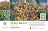 Ilex Berry Heavy® Gold (Winterberry Holly) 11x7" Variety Benchcard