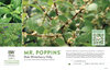 Ilex Mr. Poppins® (Winterberry Holly) 11x7" Variety Benchcard