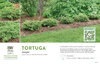 Juniperus Tortuga® (Juniper) 11x7" Variety Benchcard