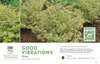 Ligustrum Good Vibrations® (Privet) 11x7" Variety Benchcard