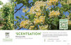 Lonicera 'Scentsation' (Honeysuckle) 11x7" Variety Benchcard