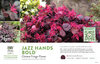 Loropetalum Jazz Hands® Bold (Chinese fringe-flower) 11x7" Variety Benchcard