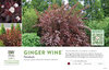 Physocarpus Ginger Wine® (Ninebark) 11x7" Variety Benchcard