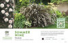 Physocarpus Summer Wine® (Ninebark) 11x7" Variety Benchcard