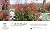 Pieris Interstella® (Lily of the Valley Shrub) 11x7" Variety Benchcard