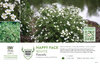 Potentilla Happy Face® White 11x7" Variety Benchcard