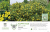 Potentilla Happy Face® Yellow 11x7" Variety Benchcard