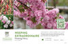 Prunus Weeping Extraordinaire™ (Weeping Cherry) 11x7" Variety Benchcard