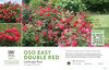 Rosa Oso Easy Double Red® (Landscape Rose) 11x7" Variety Benchcard