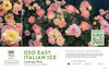 Rosa Oso Easy Italian Ice® (Landscape Rose) 11x7" Variety Benchcard