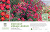 Rosa Oso Easy® Urban Legend® (Landscape Rose) 11x7" Variety Benchcard