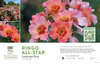 Rosa Ringo All-Star™ (Landscape Rose) 11x7" Variety Benchcard