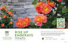 Rosa Rise Up Emberays® (Climbing Rose) 11x7" Variety Benchcard