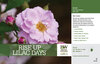 Rosa Rise Up Lilac Days™ (Rose) 11x7" Variety Benchcard