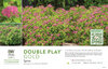 Spiraea Double Play® Gold 11x7" Variety Benchcard