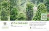 Taxus Stonehenge® (Yew) 11x7" Variety Benchcard