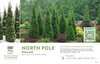 Thuja North Pole® (Arborvitae) 11x7" Variety Benchcard