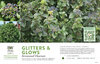 Viburnum Glitters & Glows® 11x7" Variety Benchcard