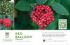 Viburnum Red Balloon® 11x7" Variety Benchcard