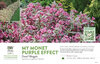 Weigela My Monet Purple Effect® (Weigela) 11x7" Variety Benchcard