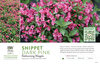 Weigela Snippet® Dark Pink (Weigela) 11x7" Variety Benchcard