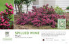 Weigela Spilled Wine® (Weigela) 11x7" Variety Benchcard