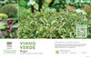 Weigela Vinho Verde™ 11x7" Variety Benchcard