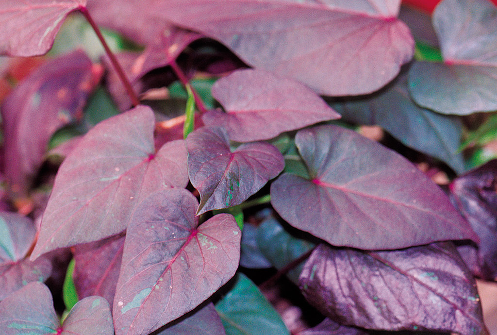 potato vine flower purple