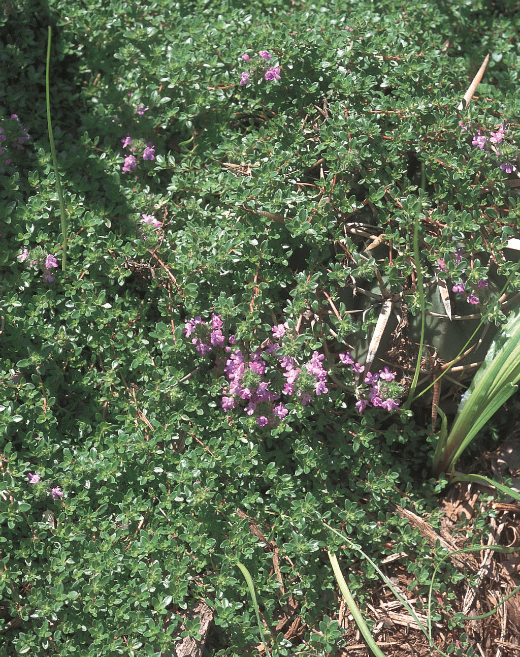 Coccineus - Red Creeping Thyme - Thymus praecox | Proven Winners