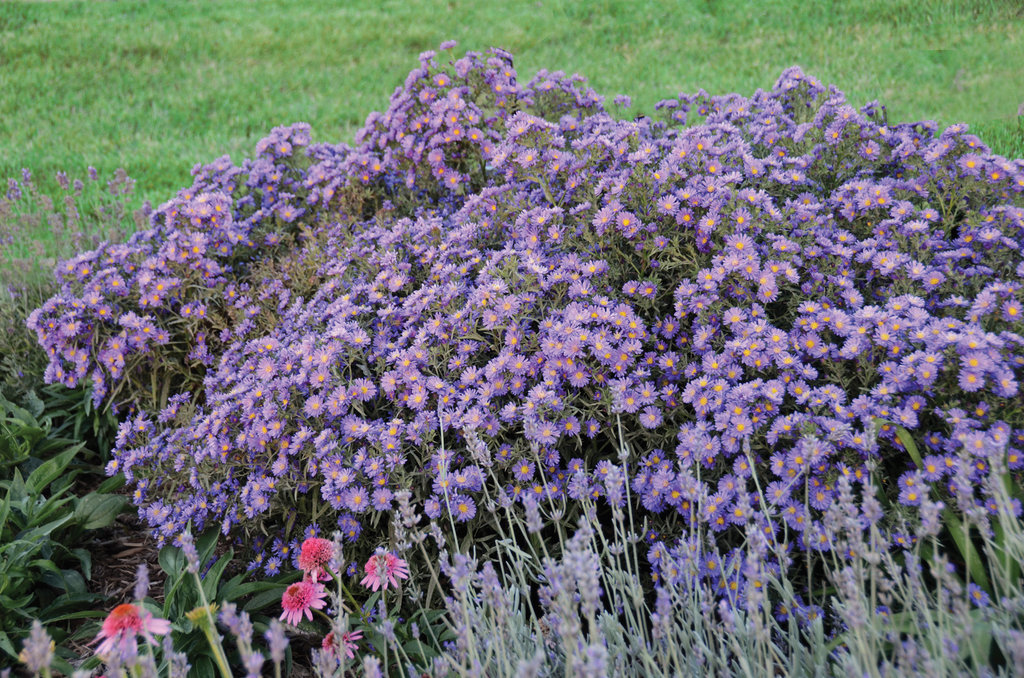 Kickin® Lilac Blue - Aster Hybrid 